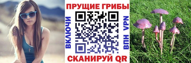 Псилоцибиновые грибы мухоморы  площадка какой сайт  Терек 